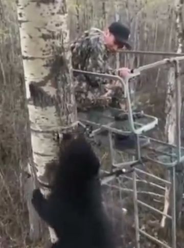 Медведь залез к охотнику на тристенд, понюхал его и аккуратно спустился обратно