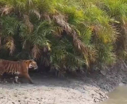 Прыжок тигра в длину может достигать более 5 метров