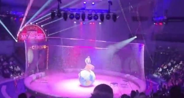 В цирке Владивостока тигр во время выступления залез на большой глобус и решил нагадить на него