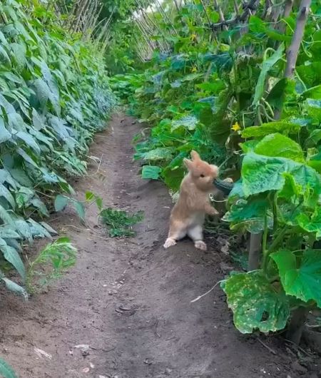 Маленький кролик тайно ест огурцы в огороде⁠⁠