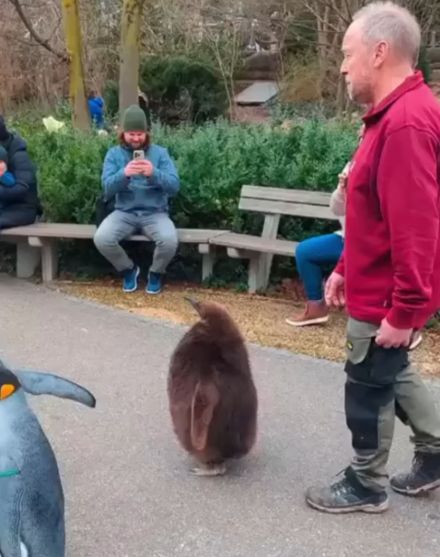 Просто пингвины прогуливаются в зоопарке Базеля в Швейцарии. Они делают это каждое утро и вольны выбирать, хотят они присутствовать или нет⁠⁠