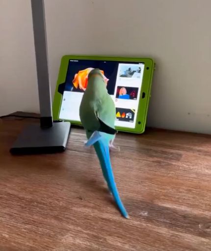 Индийский попугай научился пользоваться YouTube на iPad и теперь постоянно смотрит видео с другими попугаями