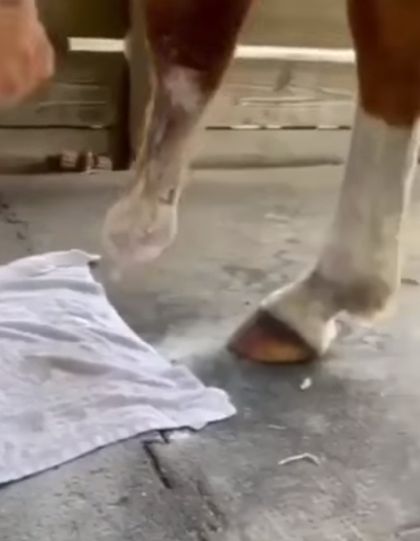 Лошади сделали протез ноги, и теперь она снова способна бегать⁠⁠