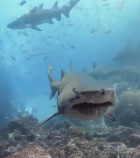 Акула может выдвигать челюсти для более удобного захвата пищи⁠⁠