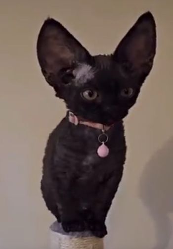 Как выглядят котята породы Девон-рекс и их уши