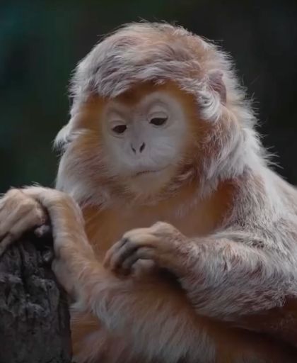 Блестящий гульман - самая фотогеничная обезьяна в мире