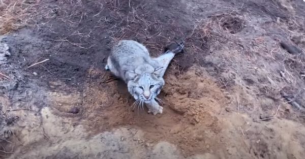 Смелая девушка спасла рыську из капкана