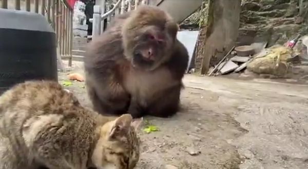 Однорукая и безногая тибетиха Син Син - макака попробовала кошачий корм и решила, что это не для нее