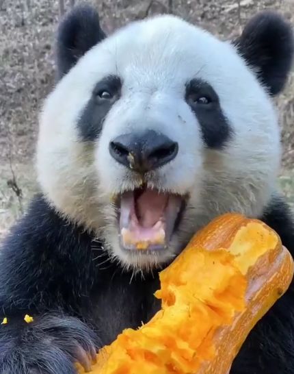 Просто панда ест тыкву