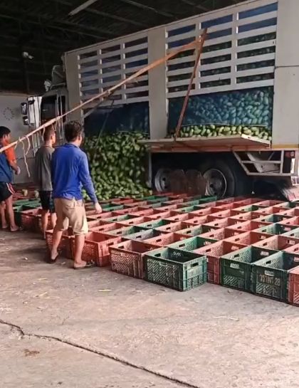 Разгрузка грузовика с плодами манго