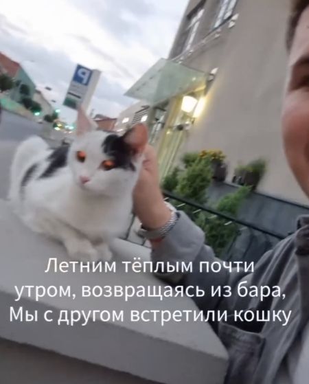 История одной кошки