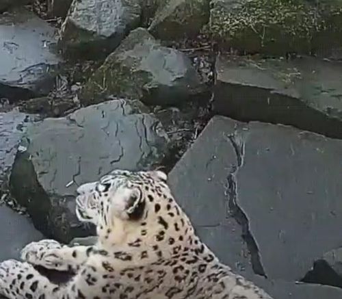 Смотрители зоопарка незаметно установили новую камеру наблюдения, и ее внезапное появление испугало снежного барса