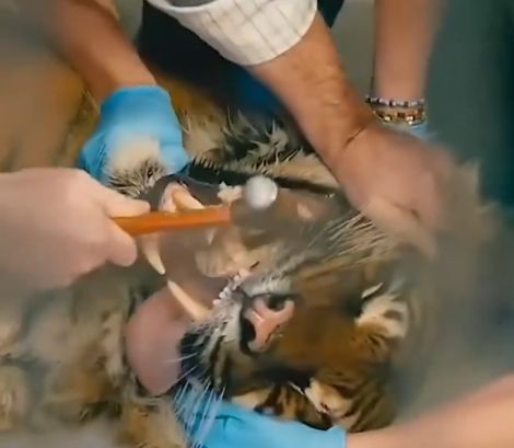 Ветеринар убирает кусок кости застрявший на зубе тигра⁠⁠