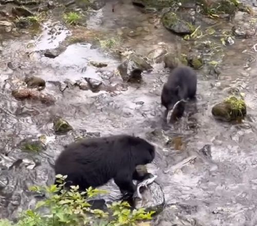 Медвежонок перепутал свою маму с другой медведицей