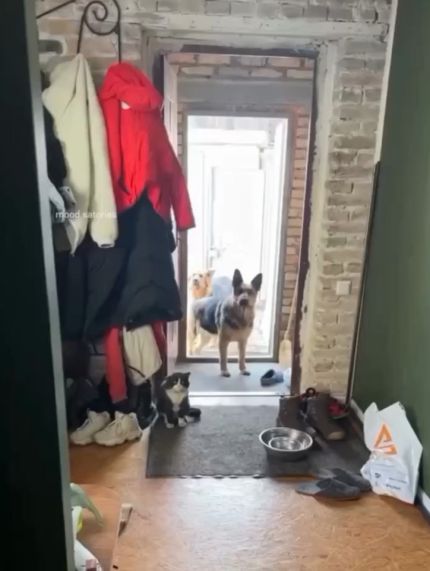 Собаки привели домой бездомного кота