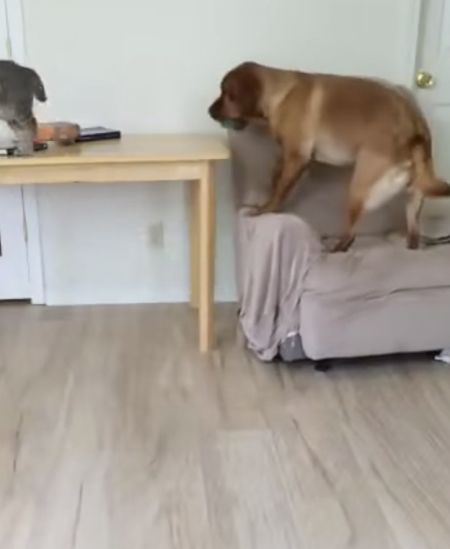 Собака учит кота играть с ним⁠⁠