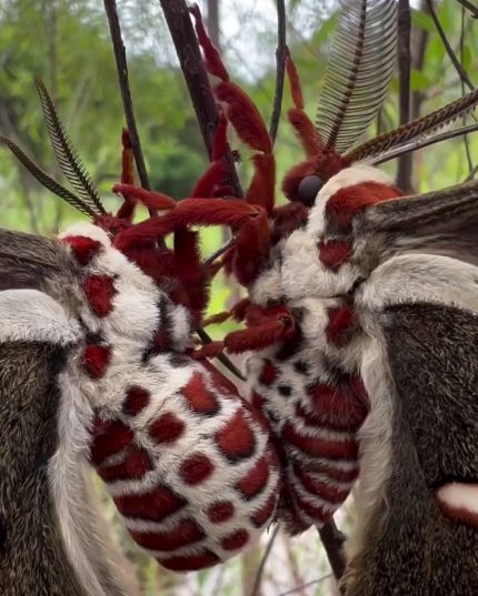 Hyalophora cecropia, самая крупная ночная бабочка, обитающая в Северной Америке⁠⁠