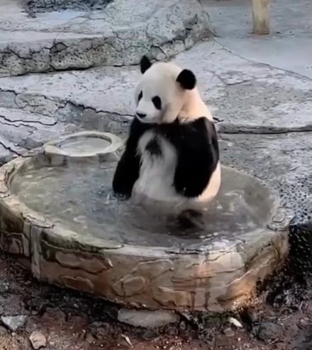 Панда Юй Бао принимает ванну⁠⁠