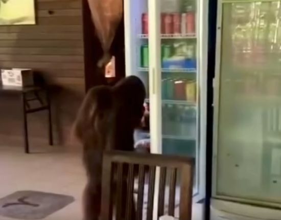 В Малайзии орангутанг зашел в кафе, выбрал себе напиток в холодильнике и спокойно ушел