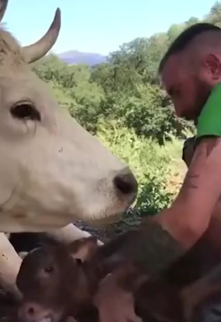 Мама-корова выражает благодарность доброму человеку, который спас ее и помог родить теленка⁠⁠