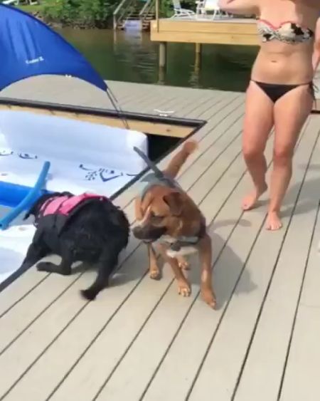 Собака-акула и ее лучший прыжок⁠⁠