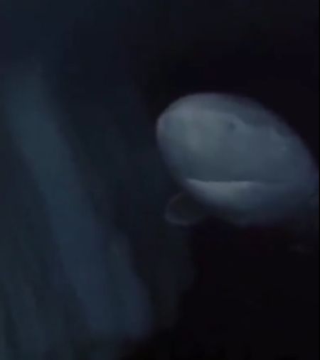392-летняя акула в Северном Ледовитом океане