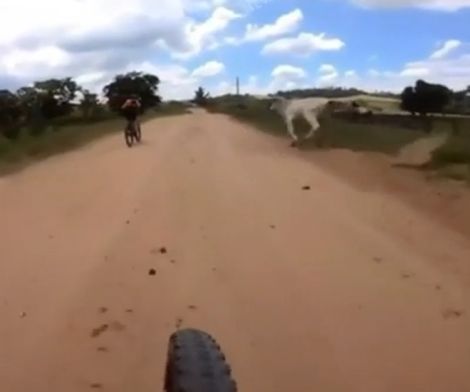 Велосипедиста преследует корова
