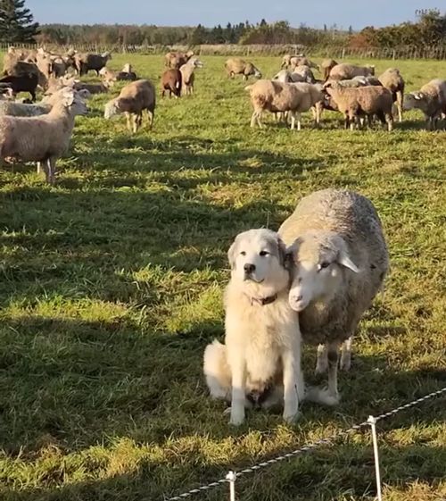 Откровенный подкат к начальству⁠⁠