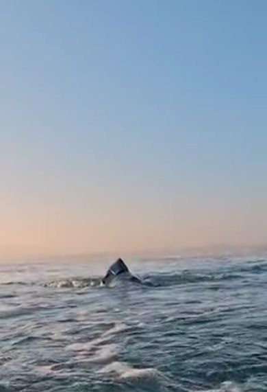 Во время охоты большая белая акула может выпрыгивать из воды на несколько метров