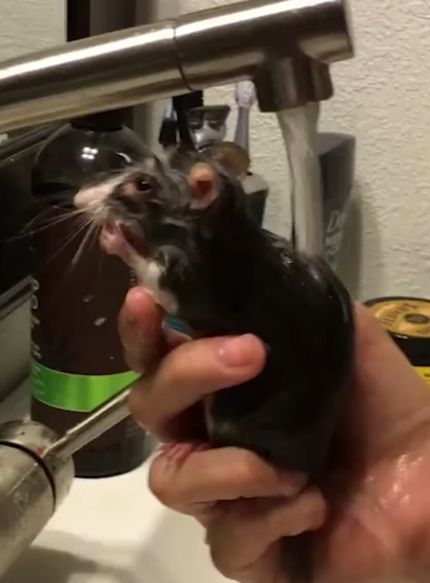 Чистоплотная крыса⁠⁠