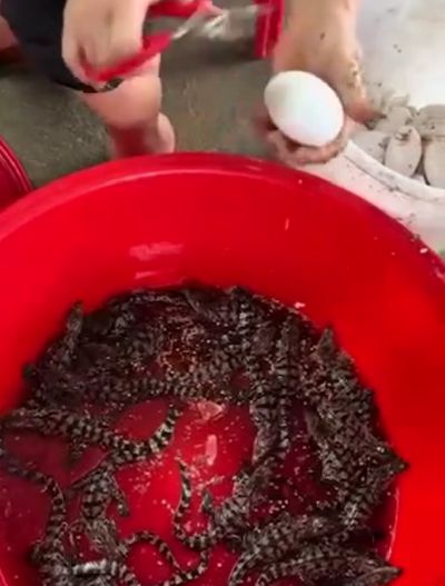 Детёныши крокодилов не могли бы вылупиться из яиц без помощи своих мам,⁠⁠