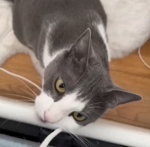 Кошка притворяется, что ест шнур от зарядного устройства, если её вовремя не покормить
