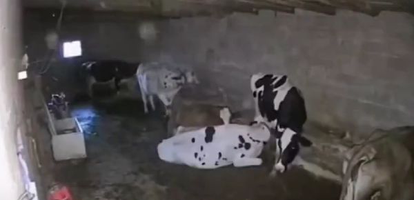 Корова задушила корову...⁠⁠
