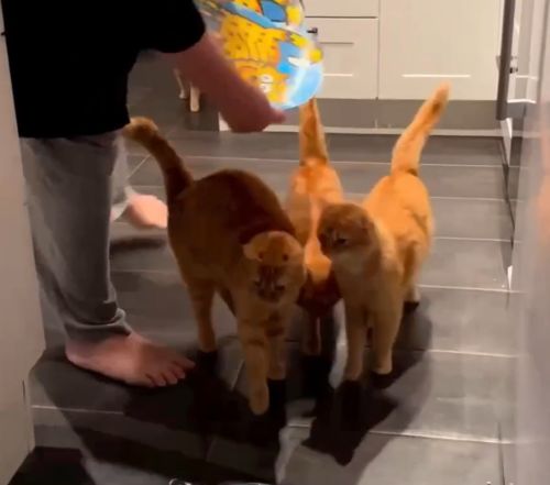 Четверо воспитанных рыжих котов завтракают