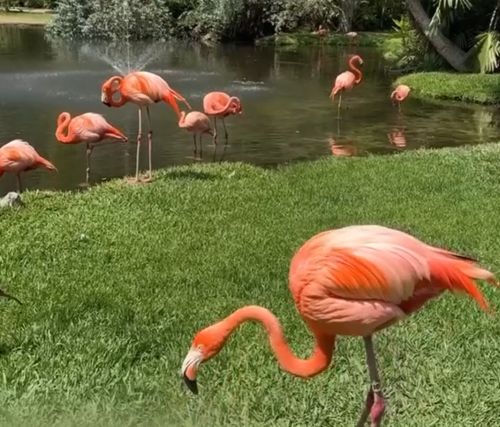 Так сидят фламинго⁠⁠