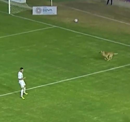 Собака крадет футбол⁠⁠