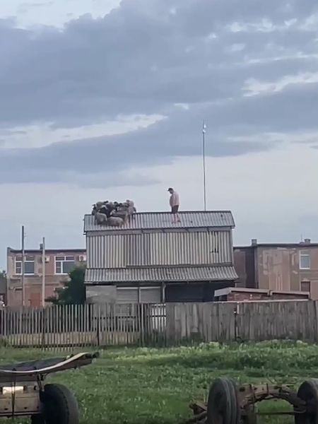 В Омске стадо овец забралась на крышу сарая и не смогла спуститься