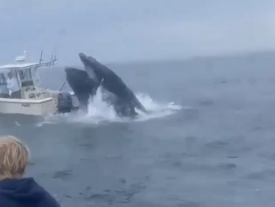 В США кит выпрыгнул из воды и мощным ударом перевернул лодку рыбака