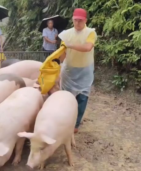 Как управлять свиньёй⁠⁠