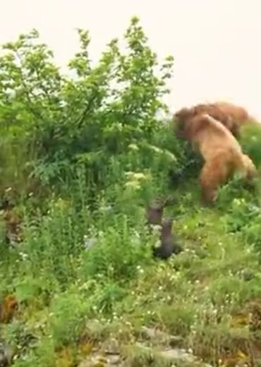 Медведица вступила в схватку за жизнь своих медвежат