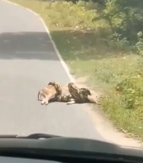 Семейная пара спасла оленя, на которого напала анаконда