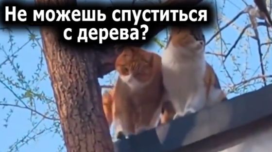 Как коты спускались по дереву