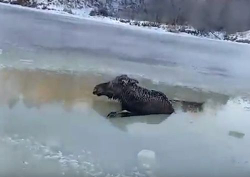 Спасение лося рыбаками