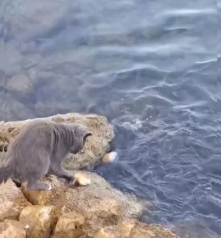 Кот научился ловить рыбу на хлеб
