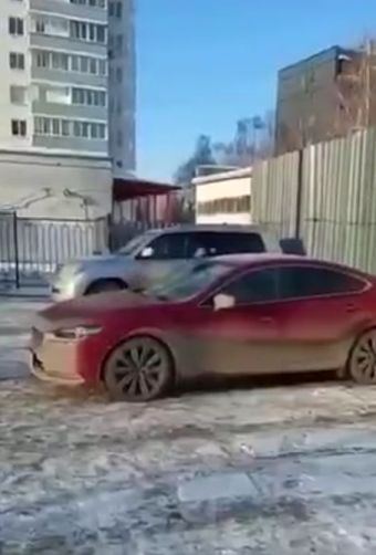 В Королёве увидели ворону