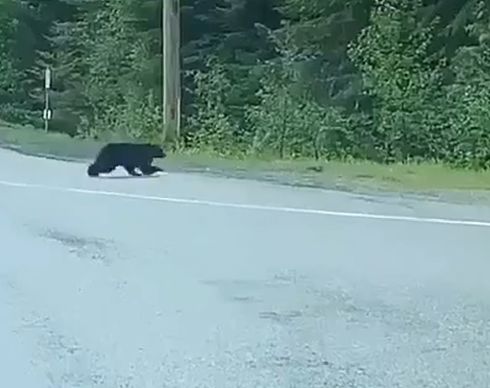 Думаете, можете убежать от медведя?⁠⁠