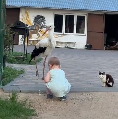 Сами принесли, сами пусть и воспитывают...⁠⁠