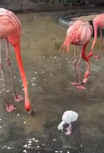 Малыш фламинго радуется водичке