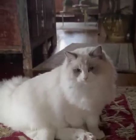 Стало два кота⁠⁠