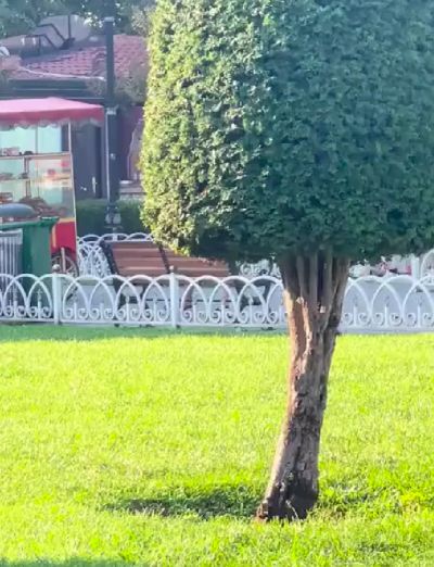 Котовье гнездовье⁠⁠